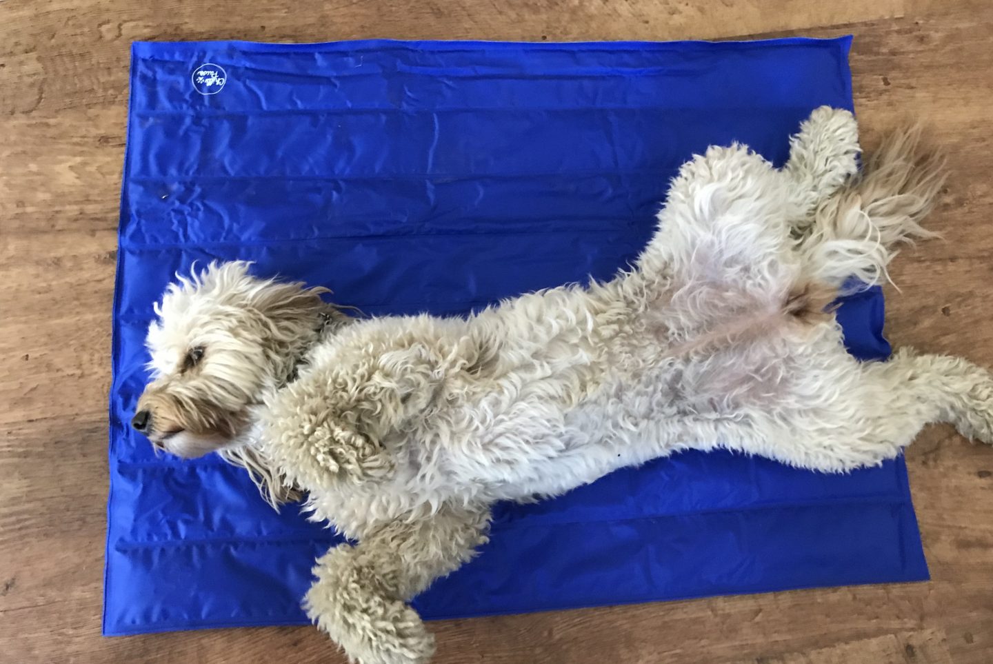 a hot dog laying on a cooling mat to cool down