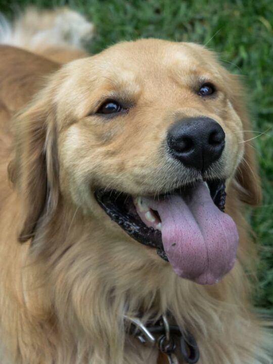 How To Keep Your Dogs Cool In The Heat