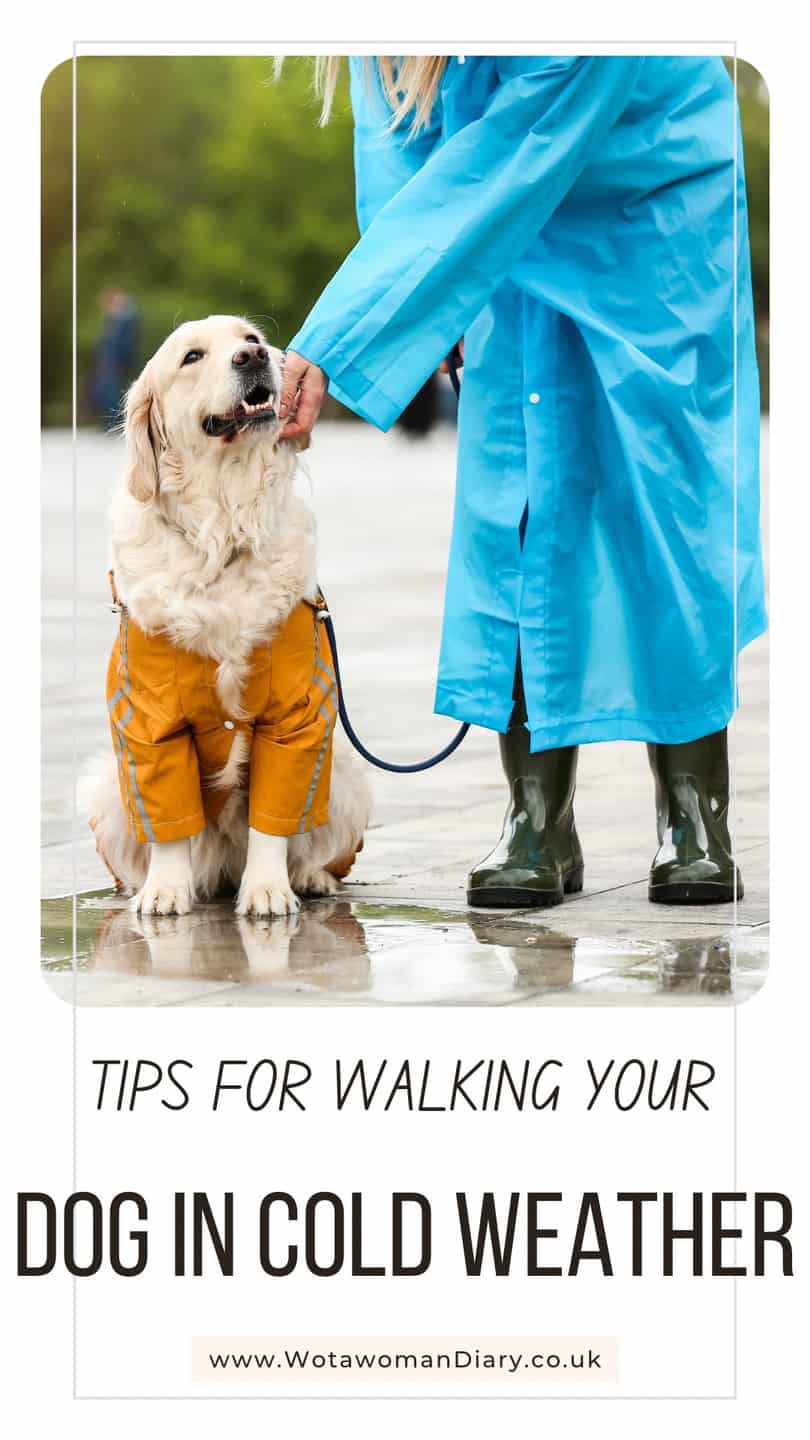 walking dog in the cold