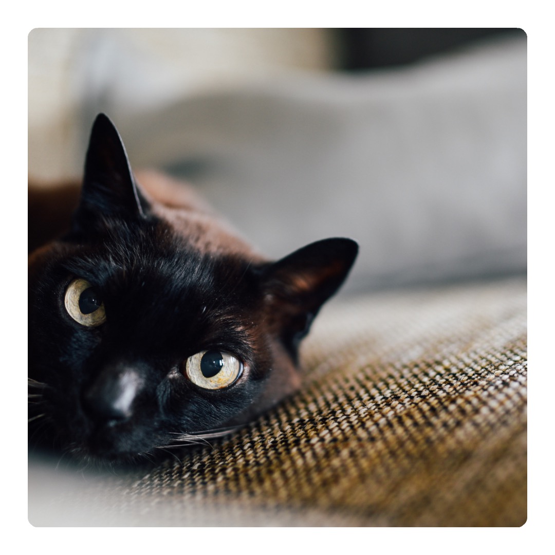 Protect Your Furniture From Your Pets
