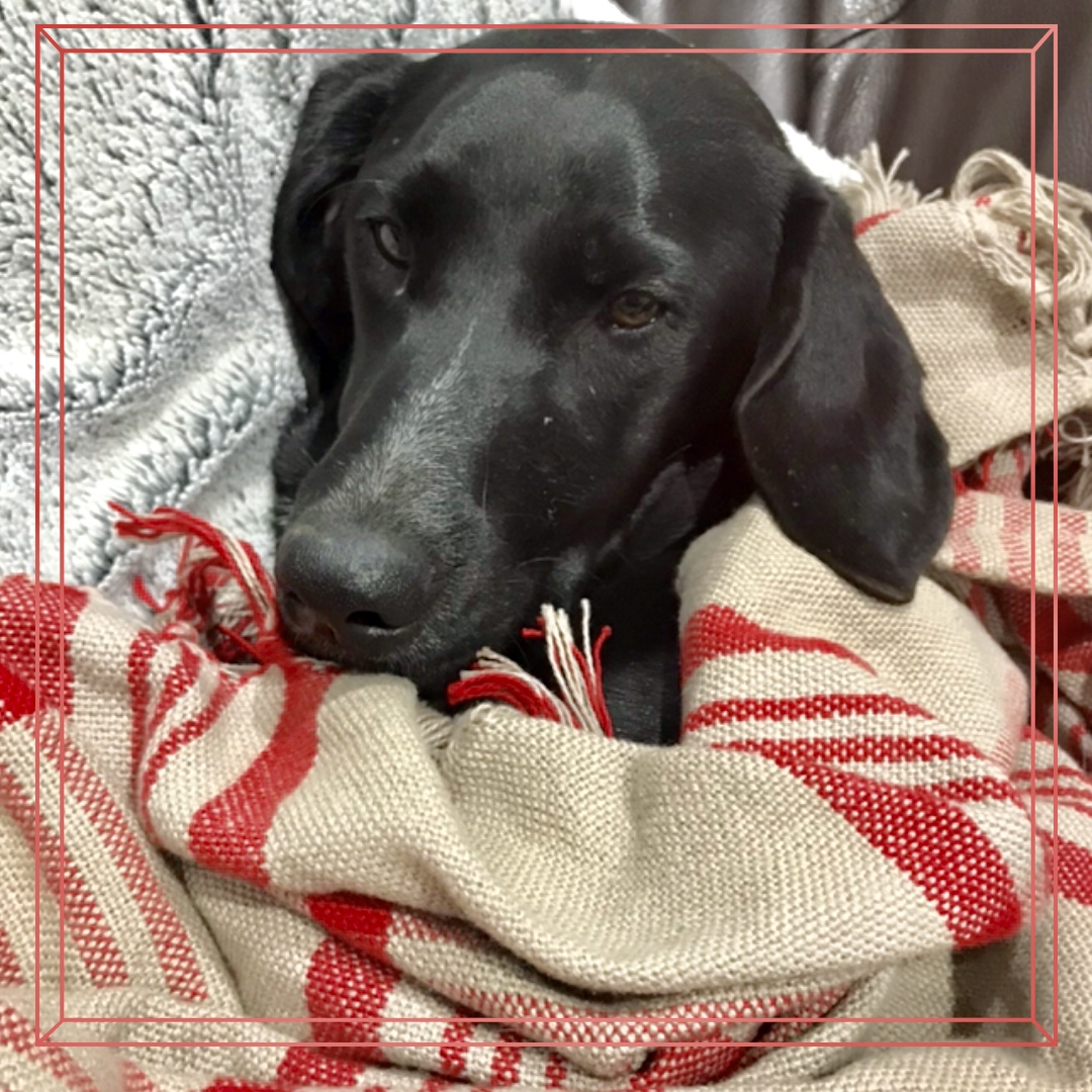 sleeping dog wrapped up in a blanket
