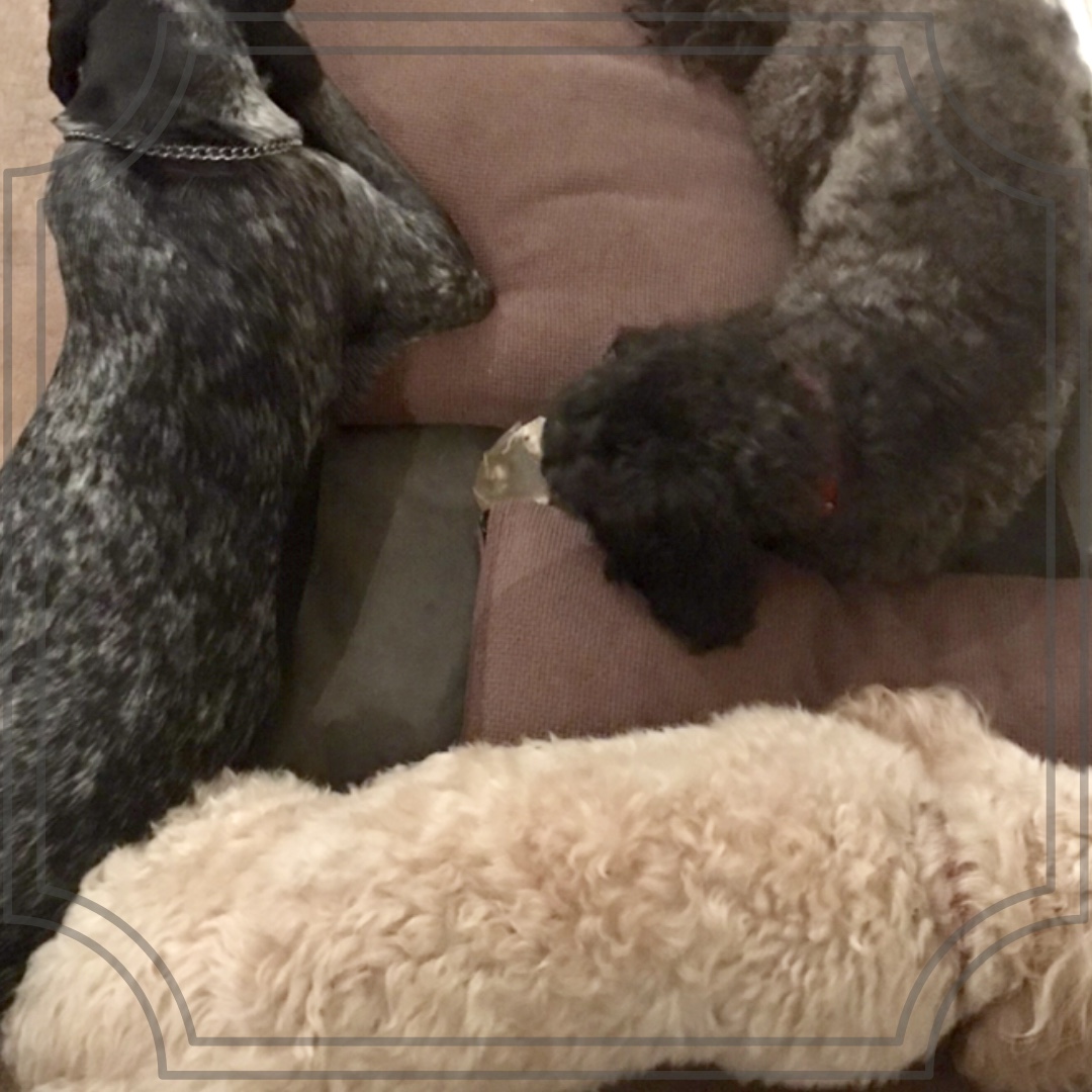 3 sleeping dogs on a sofa