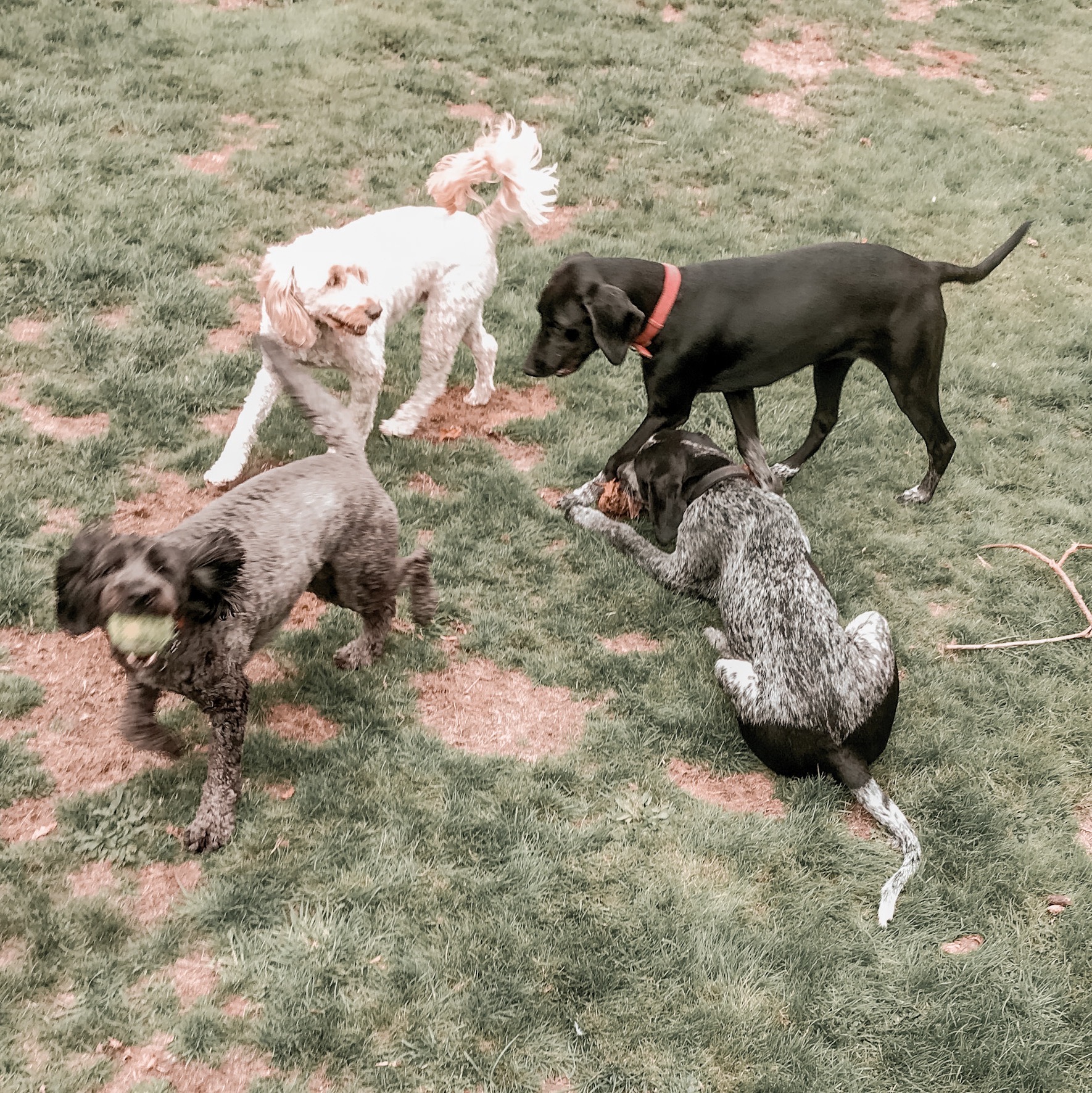 4 dogs playing