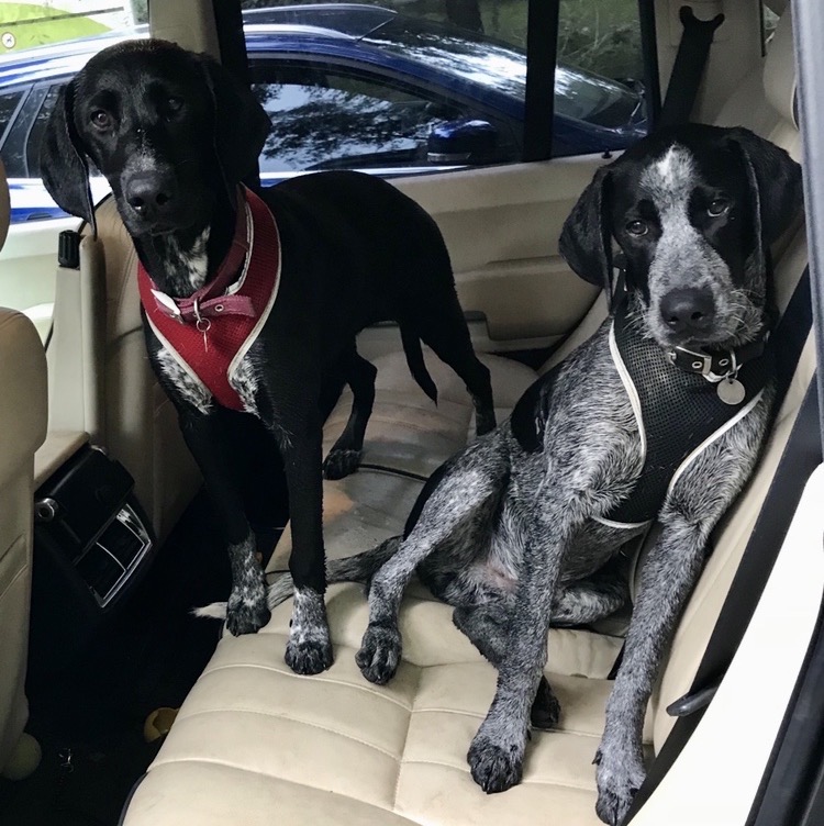 2 dogs sitting on the rear seats in a car
