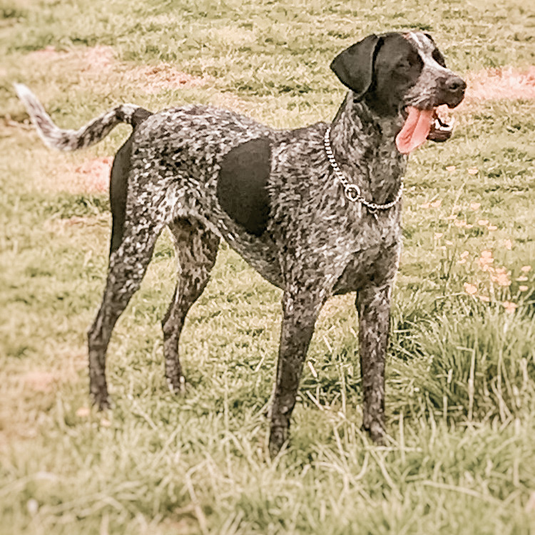 a dog with a short fur coat which requires a dog groom