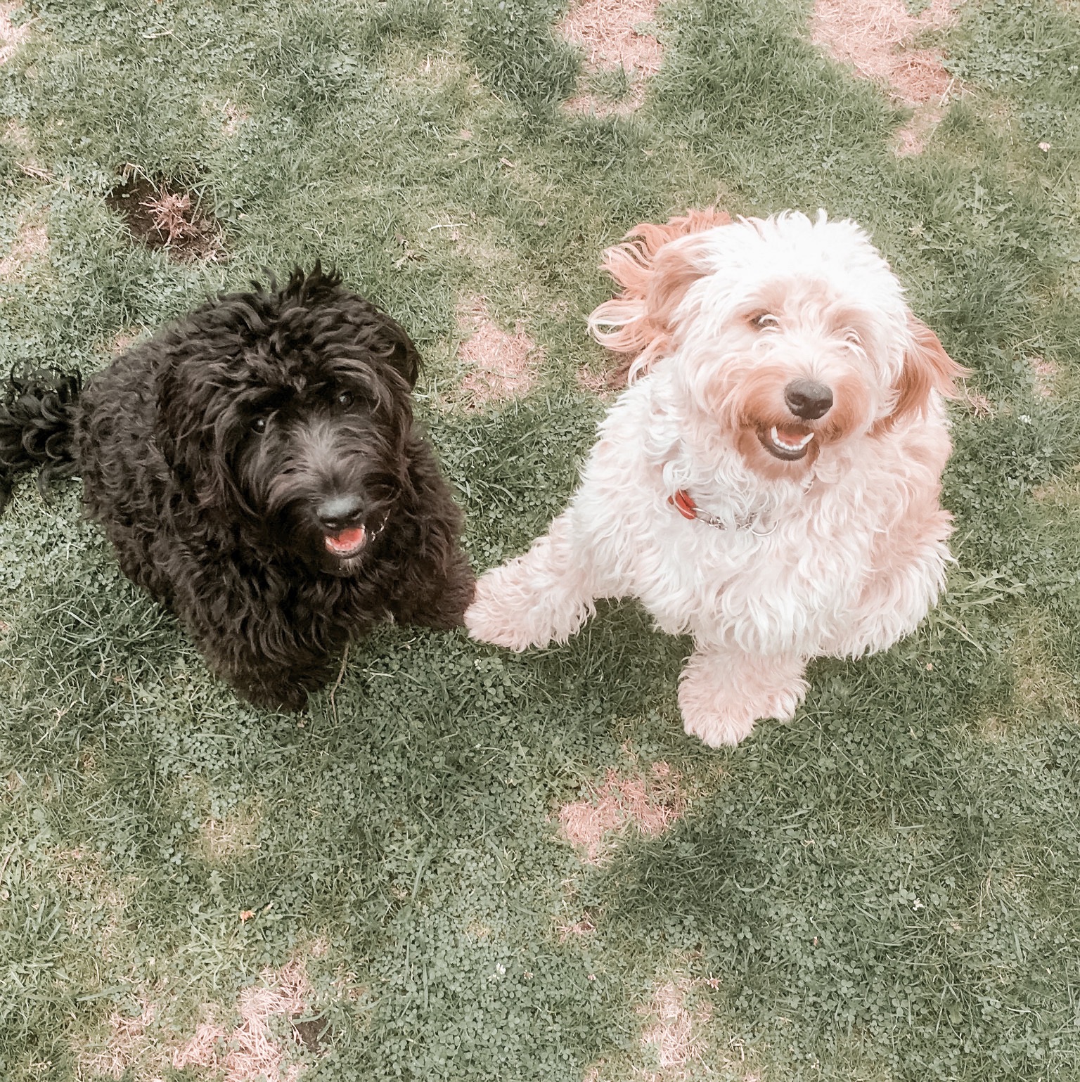 2 dogs with long fur which require a dog groom