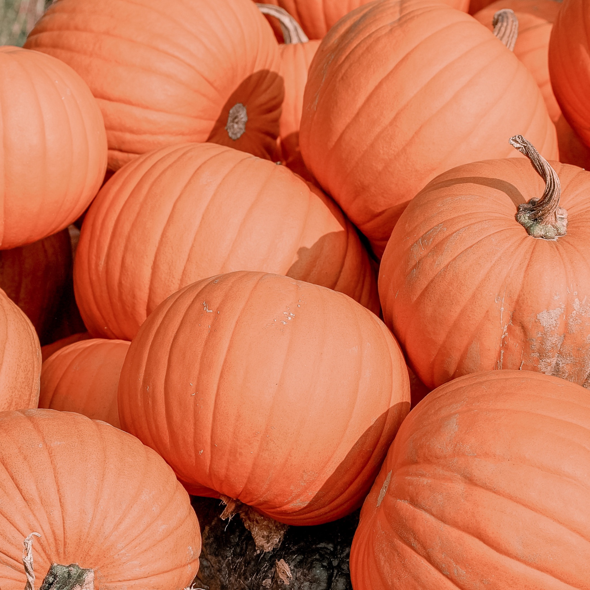 A close up on a pile of pumpkins