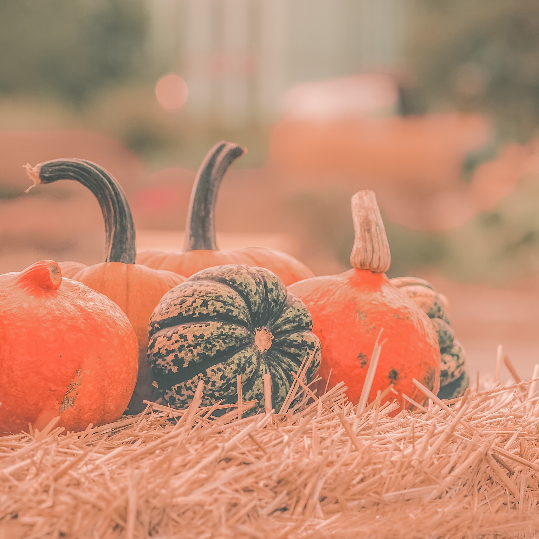 a collection of winter squash sitting on hay for autumnal settings