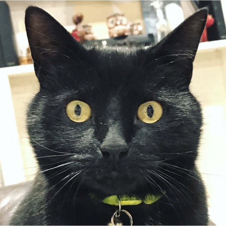 a black cat showing expression with his eyes on firework night