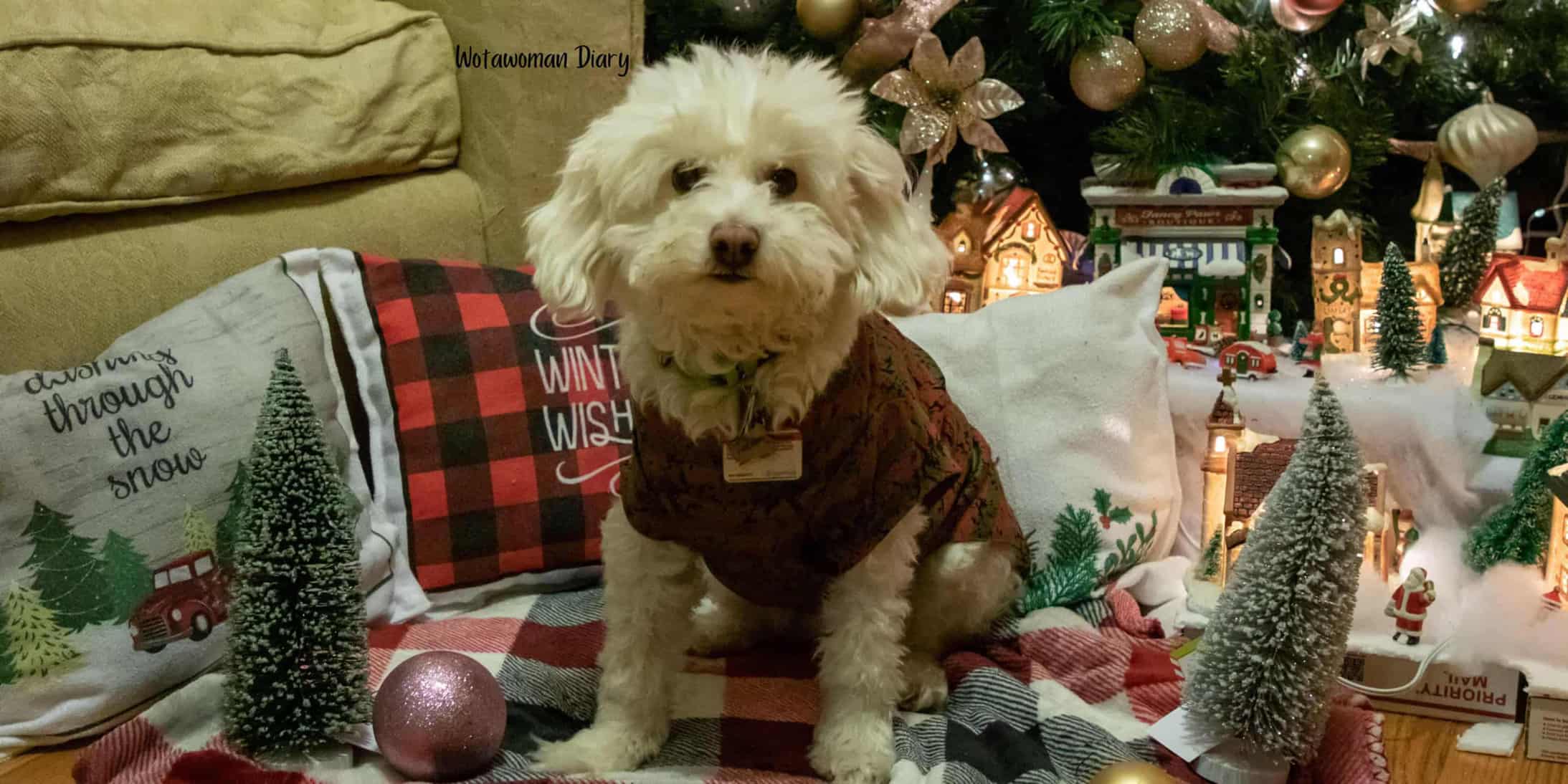 Christmas Gift Ideas For Dogs
