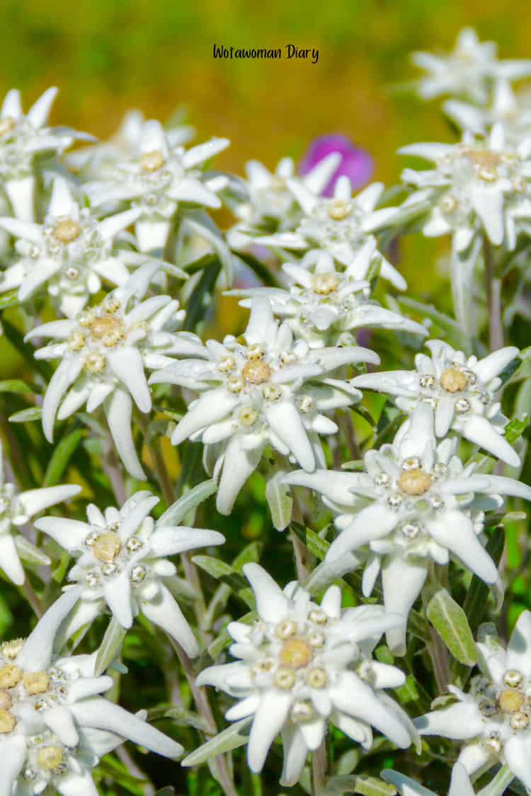 Edelweiss flowers