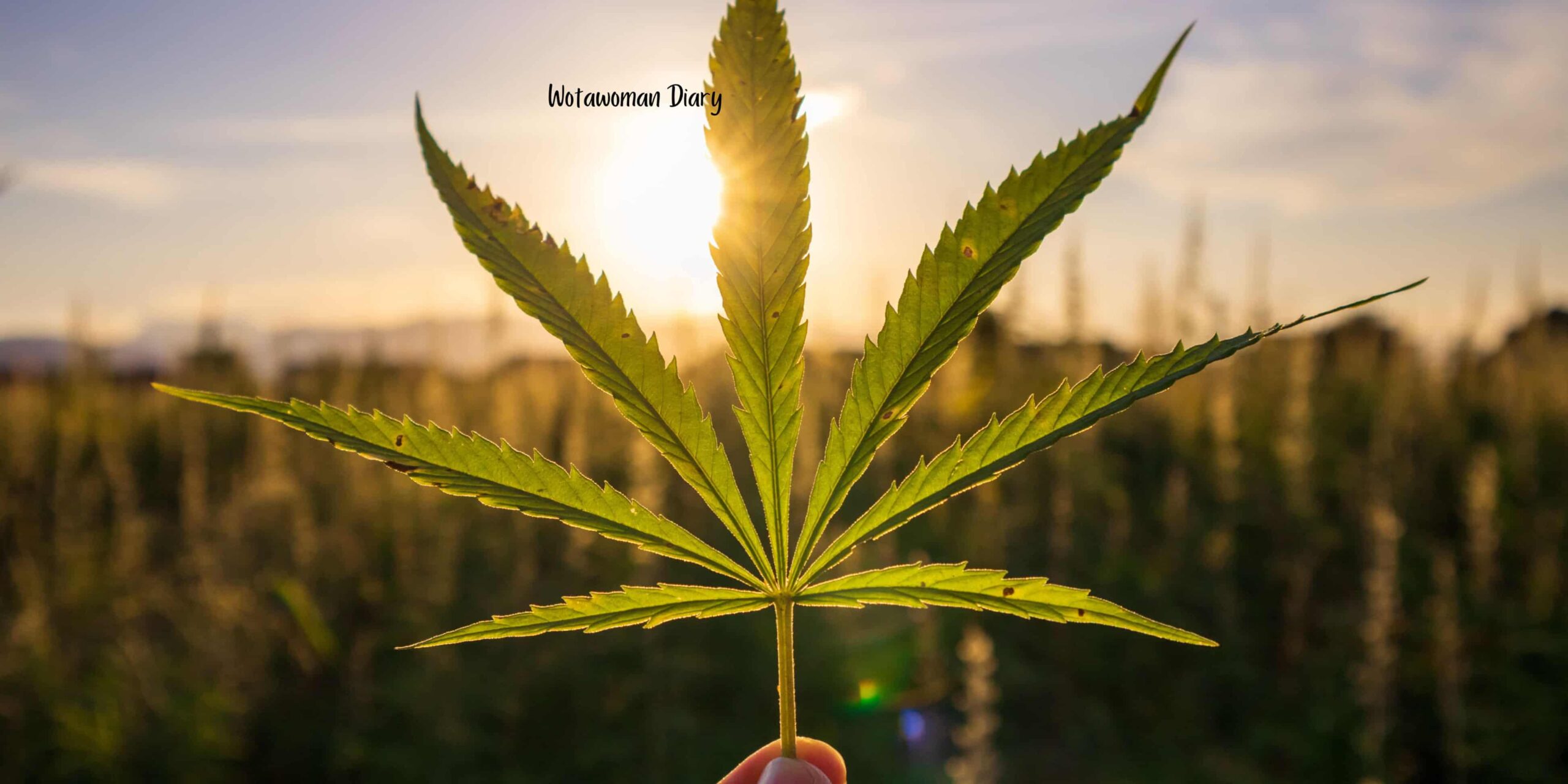 Hemp leave