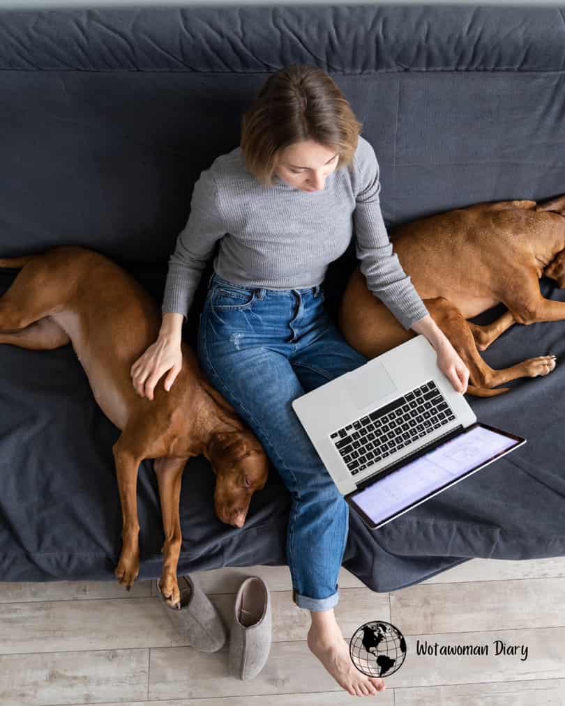your dog being home without you transition