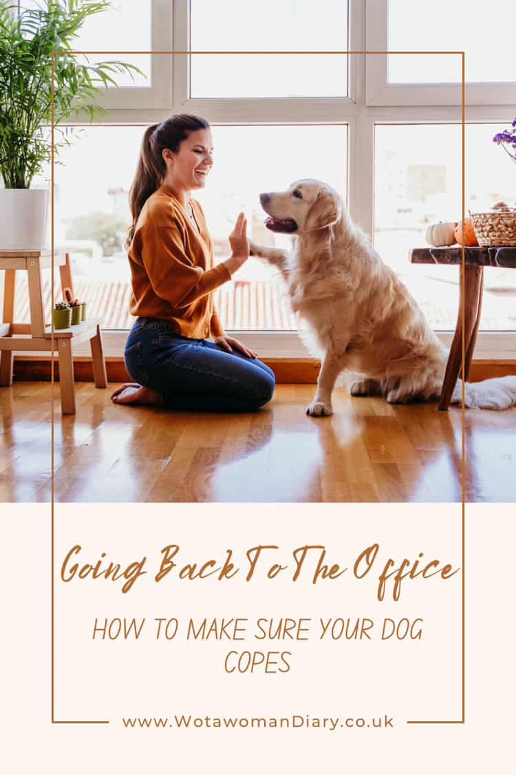 Gradually Adjust Your Dog's Routine