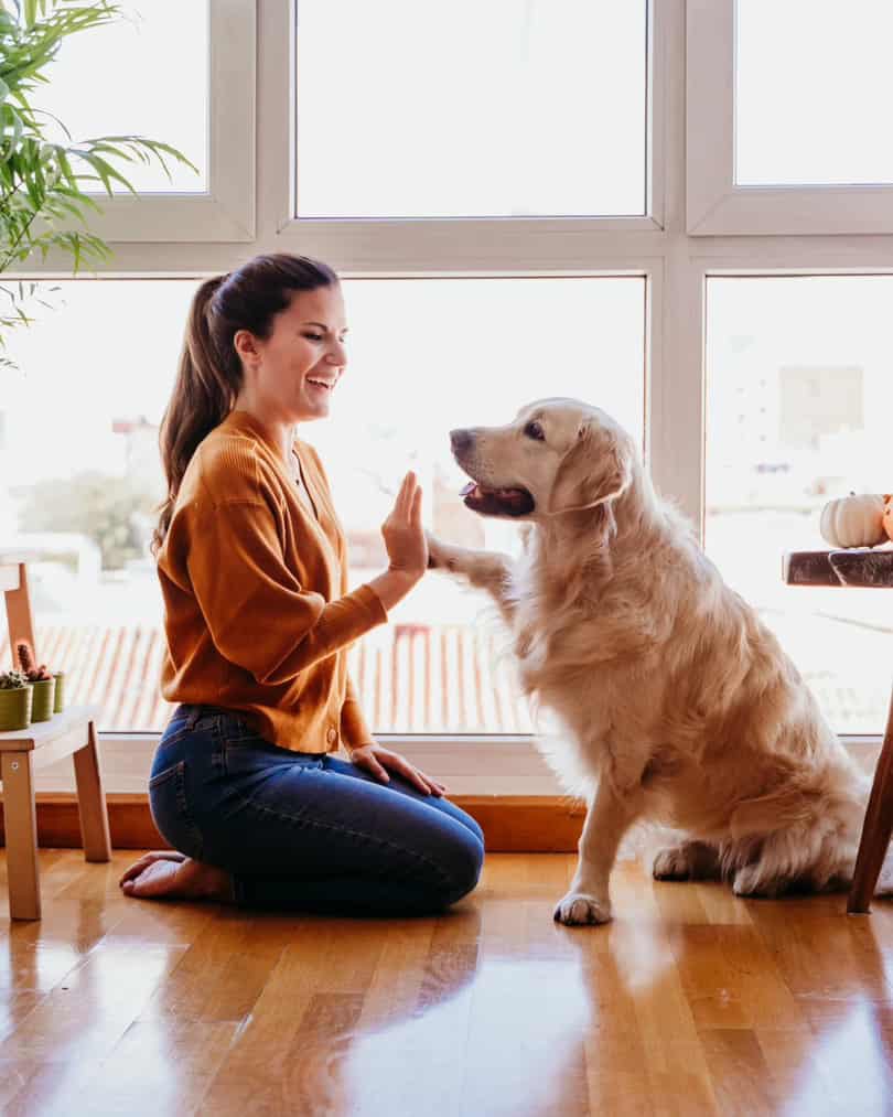preparing dog for owner return to office.