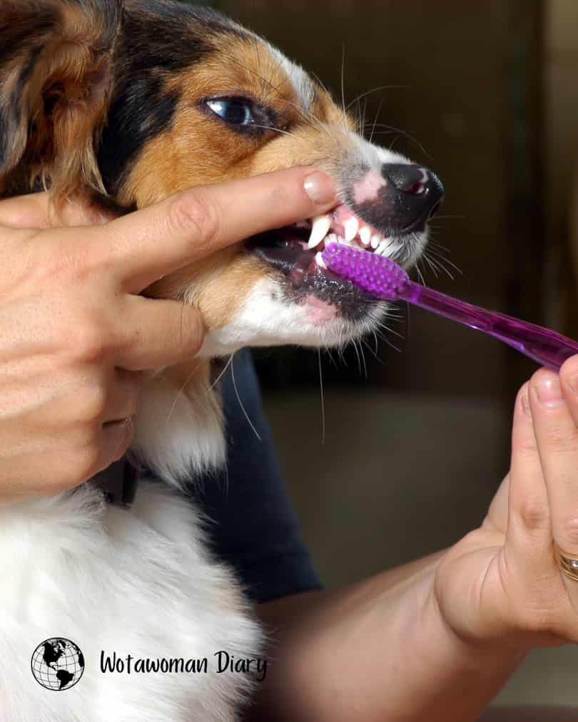 Brushing dogs teeth
