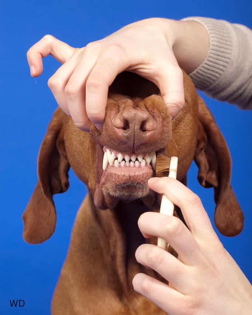 Poor Oral Hygiene in Dogs