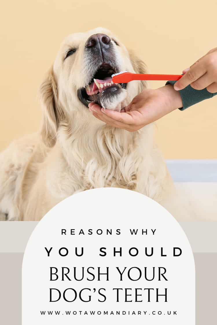 brush your dogs teeth regularly for your dogs dental health