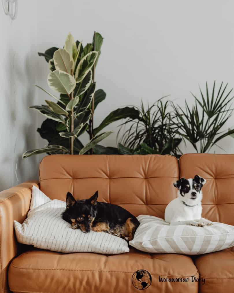 clean home with pets