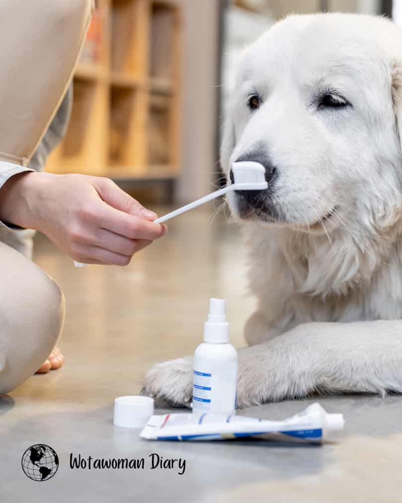 dog teeth brushing