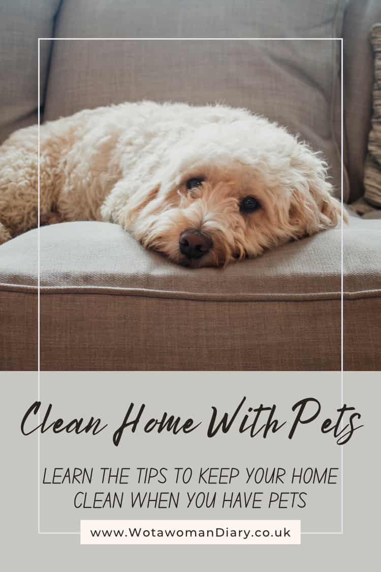 how to keep your home clean with pets