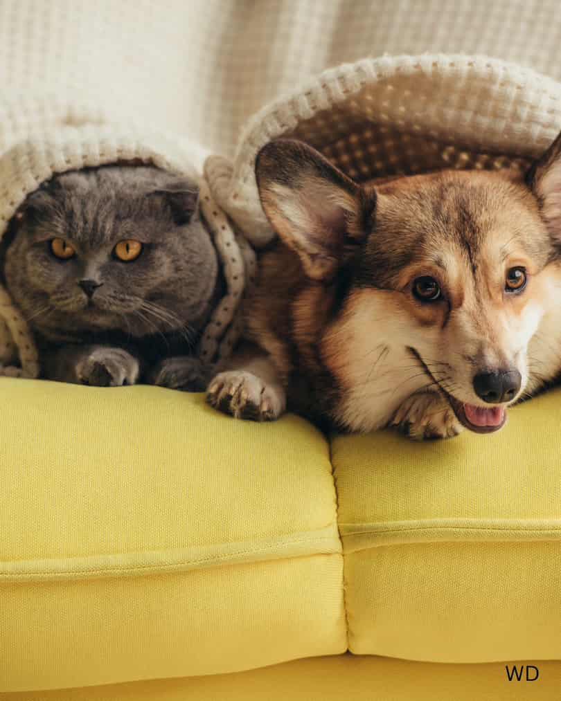 maintain a clean home with pets