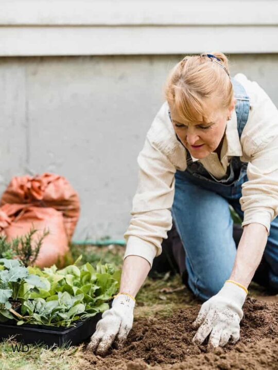 Best Flowers and Vegetables to Plant in March