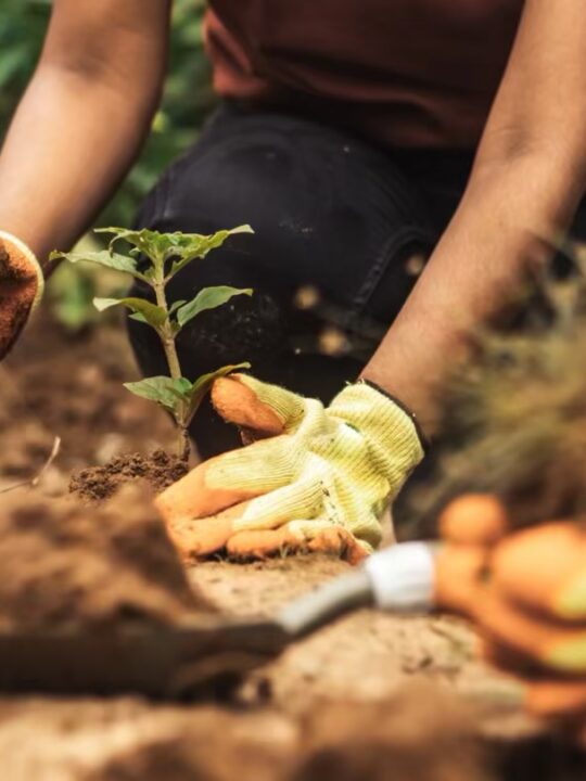 Best Flowers and Vegetables to Plant In August