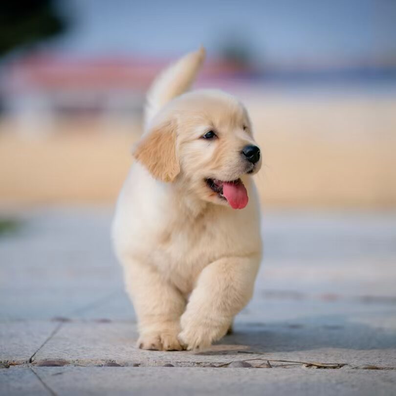 Costs of a puppy