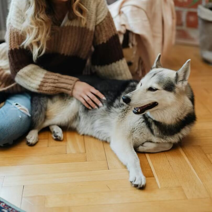 healthy pet