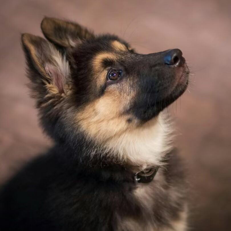 puppy costs